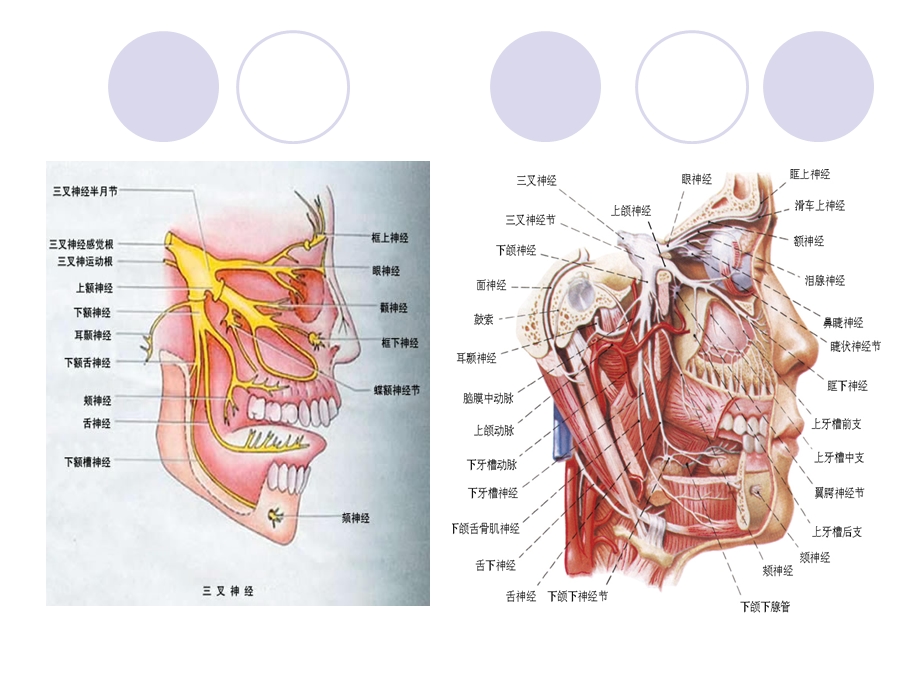 三叉神经痛诊断治疗课件.ppt_第3页