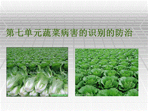 蔬菜病虫害防治课件.ppt