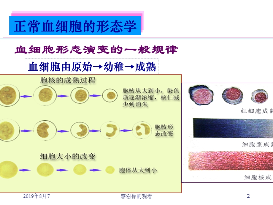 正常血细胞形态课件.ppt_第2页