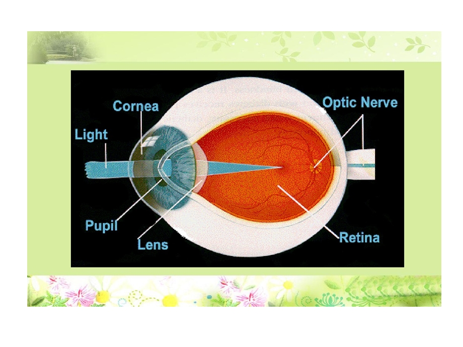 人工晶状体度数计算课件.ppt_第2页