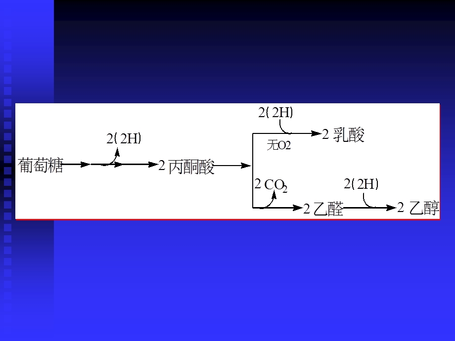 糖的分解代谢课件.ppt_第3页