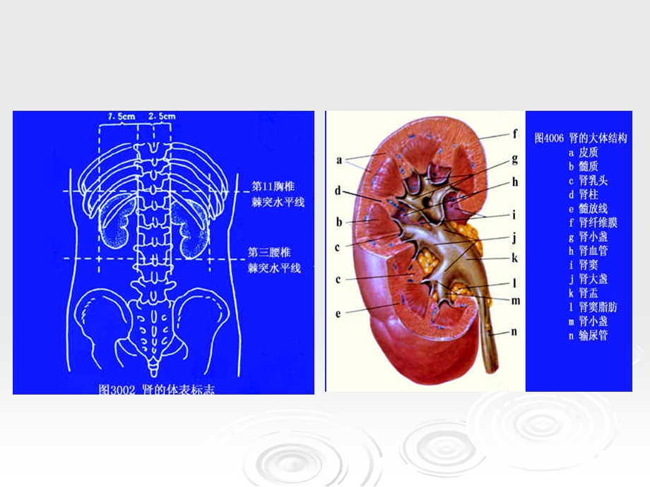 临床药物治疗学-第十六章-泌尿系统疾病的药物治疗-课件.ppt_第3页