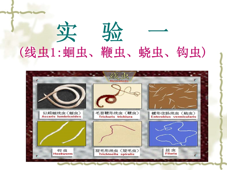 蛔虫钩虫蛲虫课件.ppt_第1页