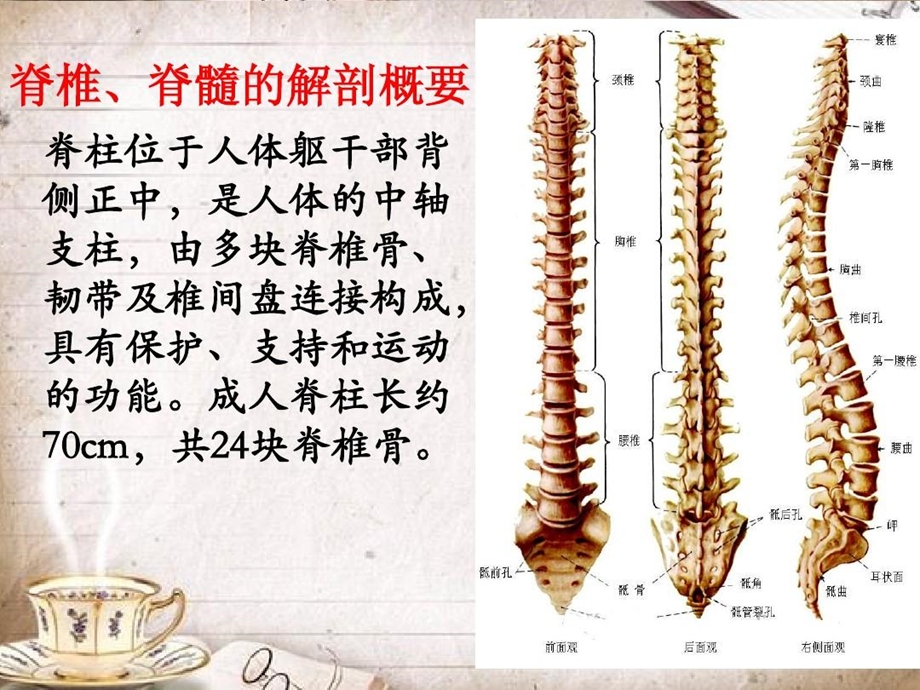 脊椎骨折及脊髓损伤护理课件.ppt_第3页