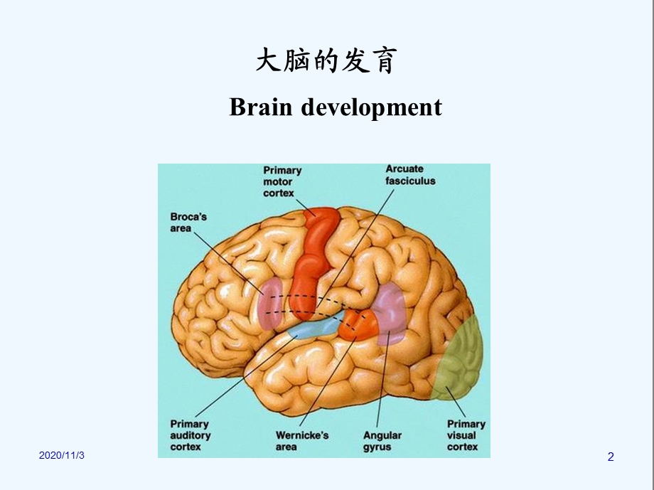 第二章-儿童神经心理发育课件.ppt_第2页