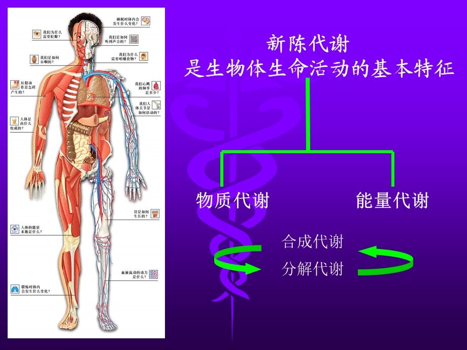 物质代谢与运动概述课件.ppt_第2页