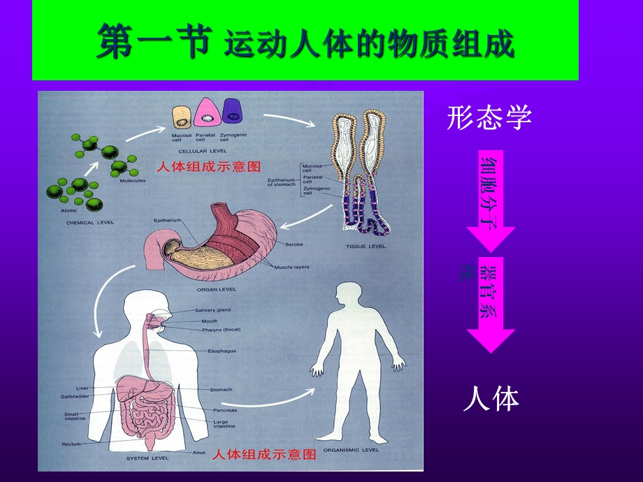 物质代谢与运动概述课件.ppt_第3页