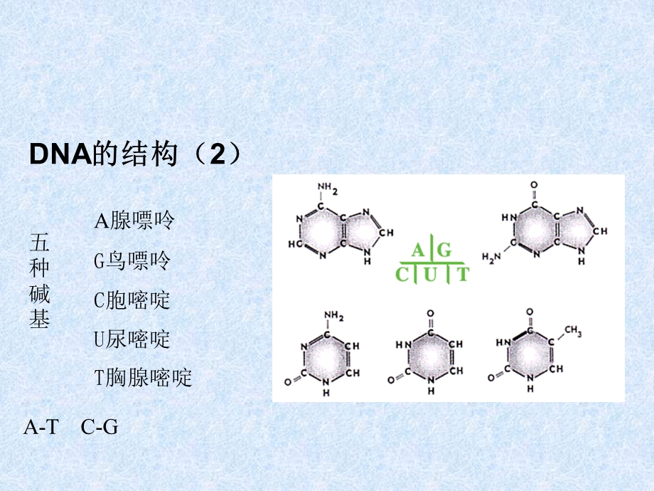 目的基因的克隆PCR法扩增目的基因片断课件.ppt_第3页