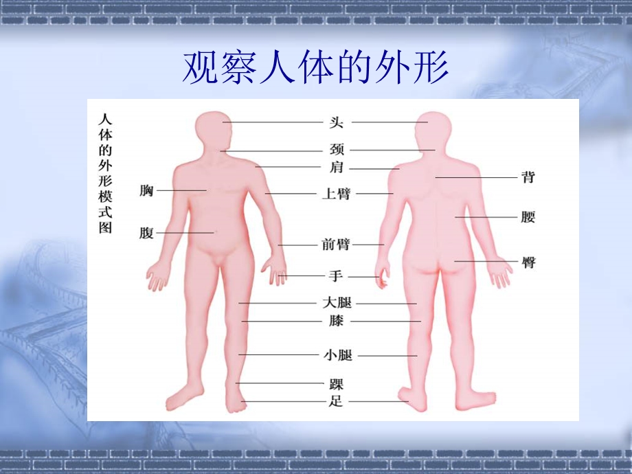 《人体的组成》课件.ppt_第3页