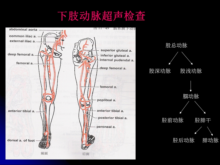 上下肢动静脉的超声检查-课件.ppt_第2页