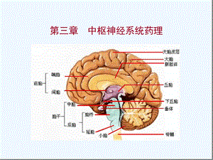 中枢神经系统药物解析课件.ppt