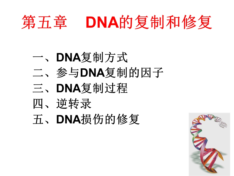 DNA合成与修复-课件.ppt_第2页