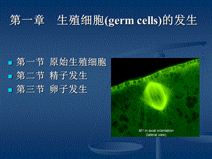 生殖细胞的发生课件.ppt