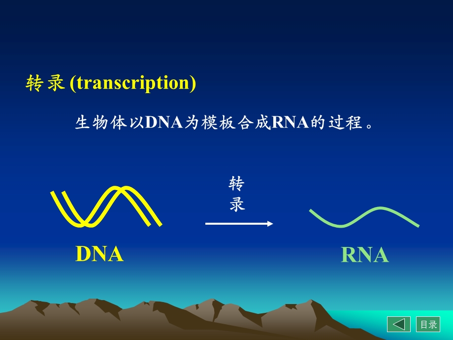 RNA的生物合成转录-生物化学与分子生物学课件.ppt_第3页