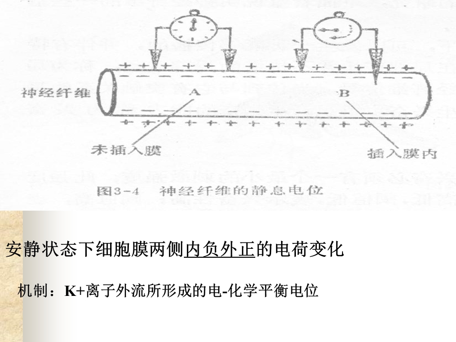 神经肌肉的一般生理特性课件.ppt_第3页