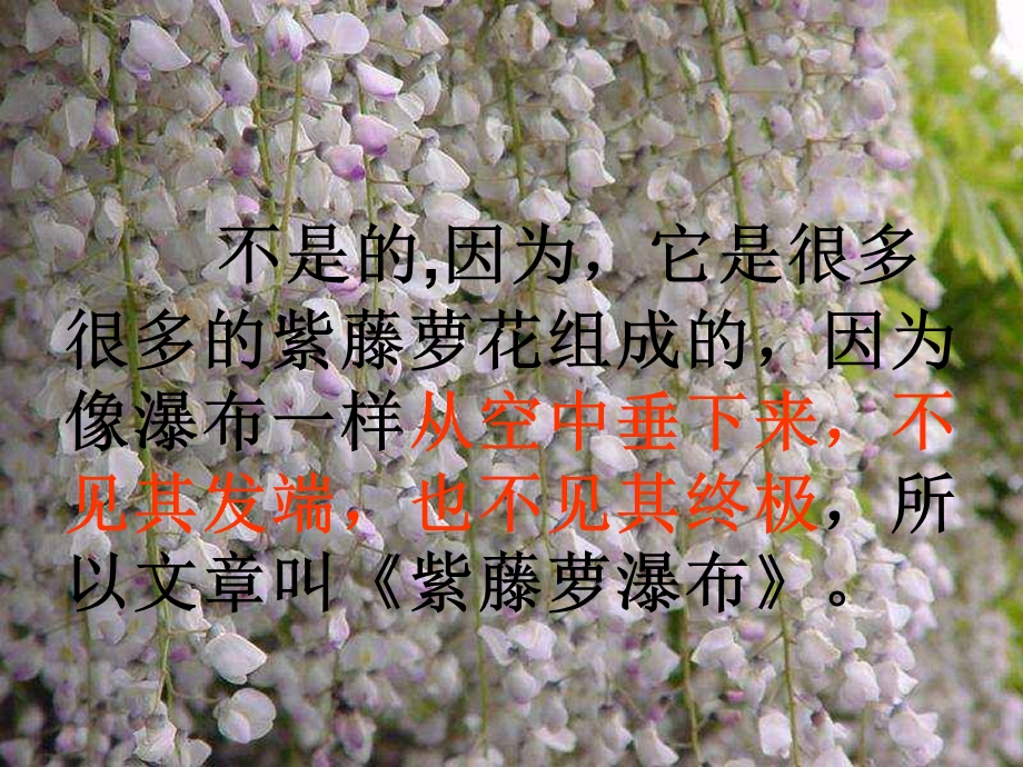 紫藤萝瀑布课件.ppt_第3页