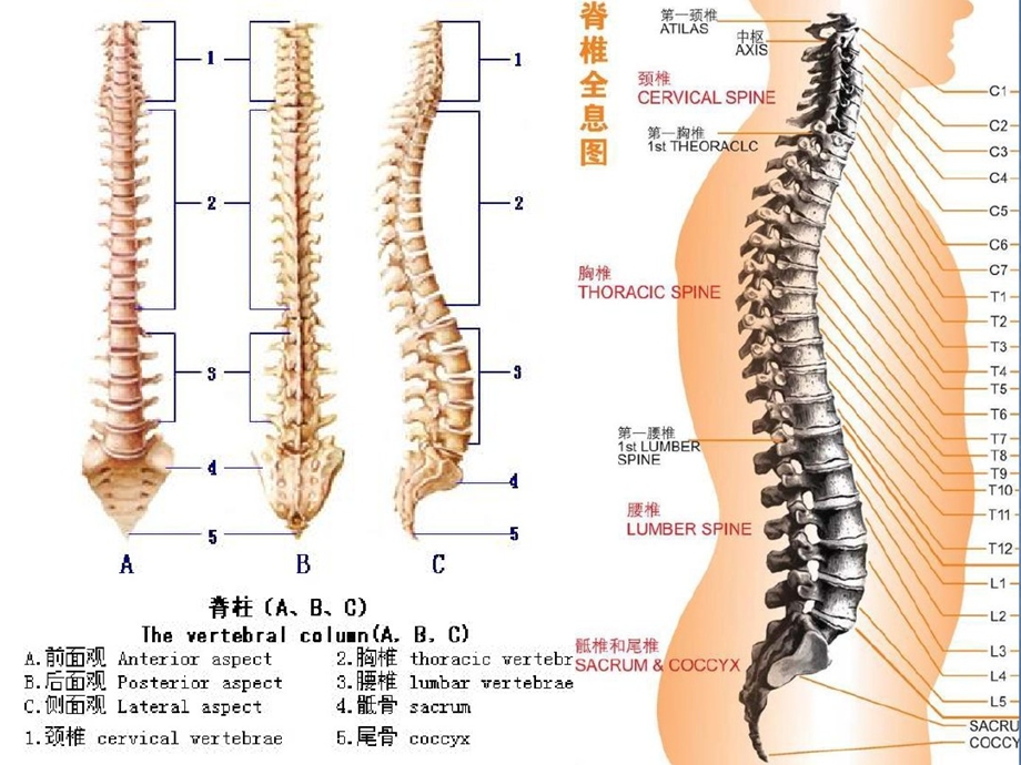 人体脊椎变形危害PPT医学课件.ppt_第2页