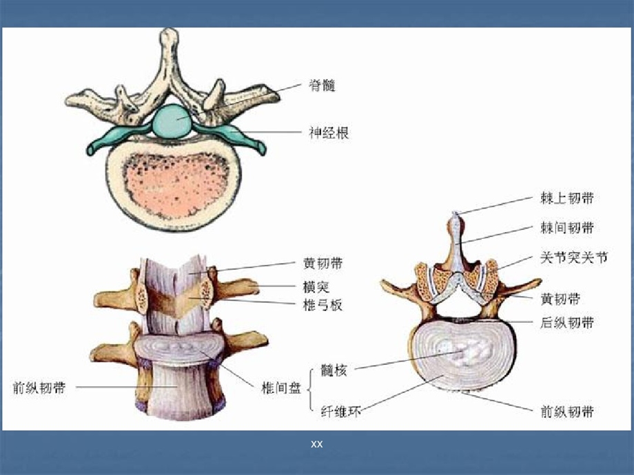 人体脊椎变形危害PPT医学课件.ppt_第3页