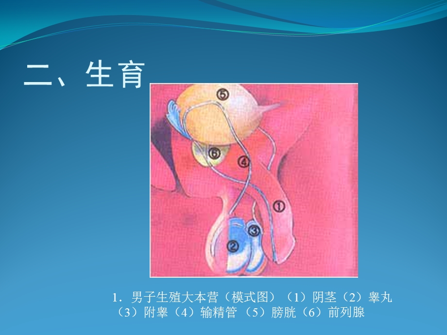 《生殖健康》课件.ppt_第3页