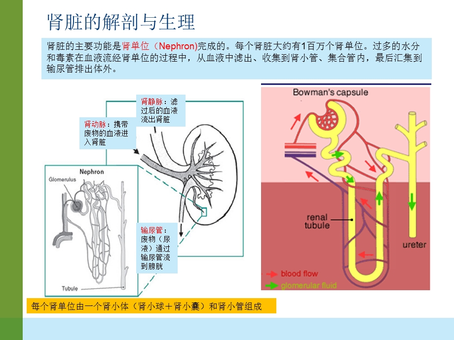 血液透析的原理和应用课件.ppt_第3页