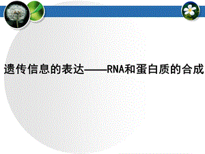 遗传信息的表达——RNA和蛋白质的合成课件.ppt