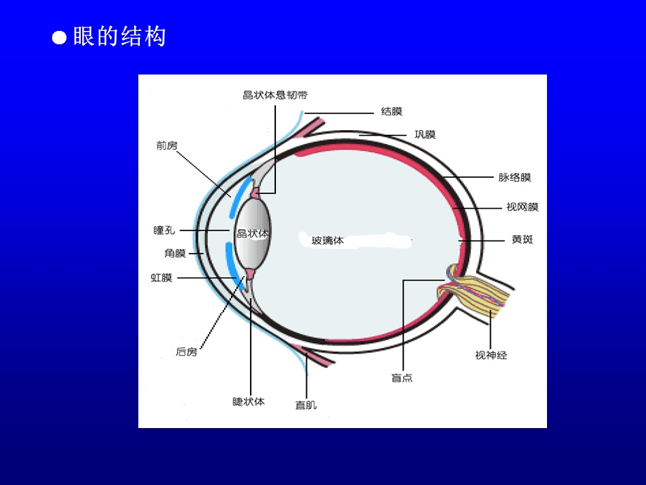 眼刺激性指导原则及试验设计考虑要点课件.ppt_第2页