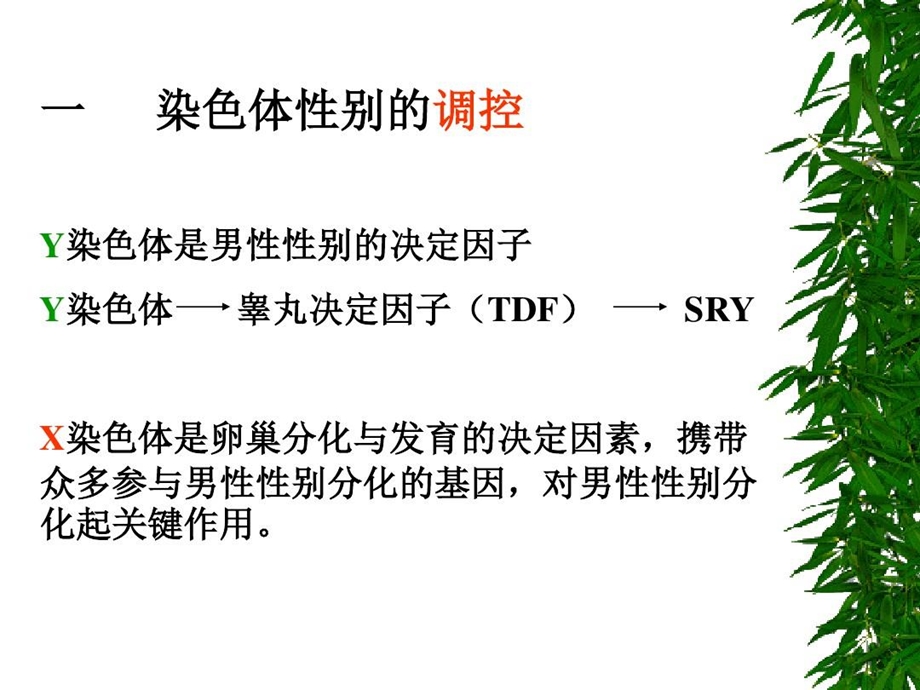 两性分化与生殖系统疾病课件.ppt_第3页