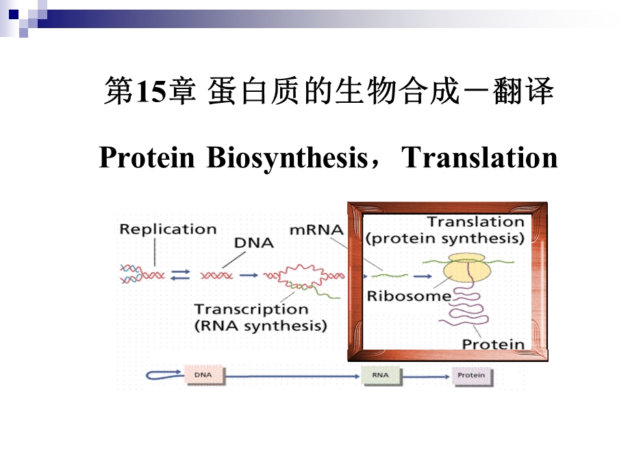 考研科目,动物生物化学 第15章 蛋白质的生物合成-翻译_课件.ppt_第1页