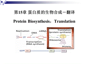 考研科目,动物生物化学 第15章 蛋白质的生物合成-翻译_课件.ppt