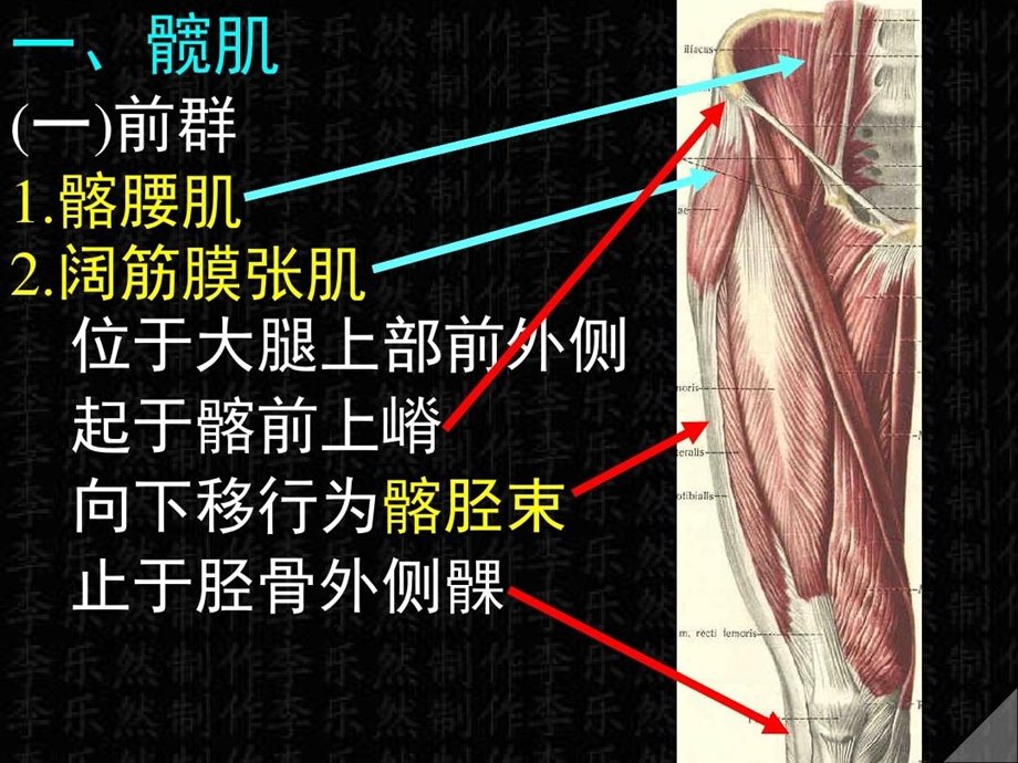 下肢肌解剖彩色图谱课件.ppt_第2页