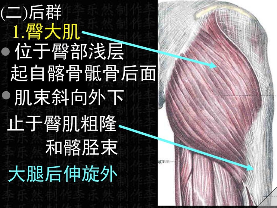 下肢肌解剖彩色图谱课件.ppt_第3页