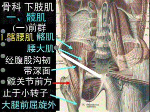 下肢肌解剖彩色图谱课件.ppt