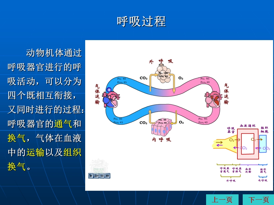 呼吸医学ppt课件.ppt_第3页