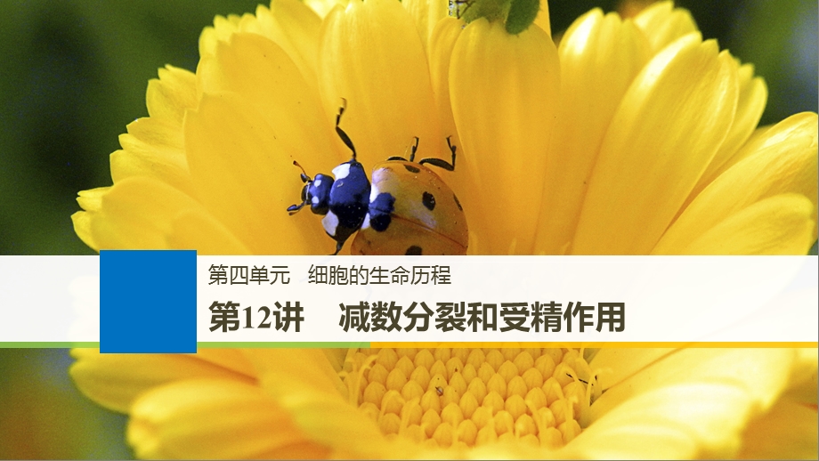 2020届高三生物一轮复习：-减数分裂和受精作用课件.pptx_第1页