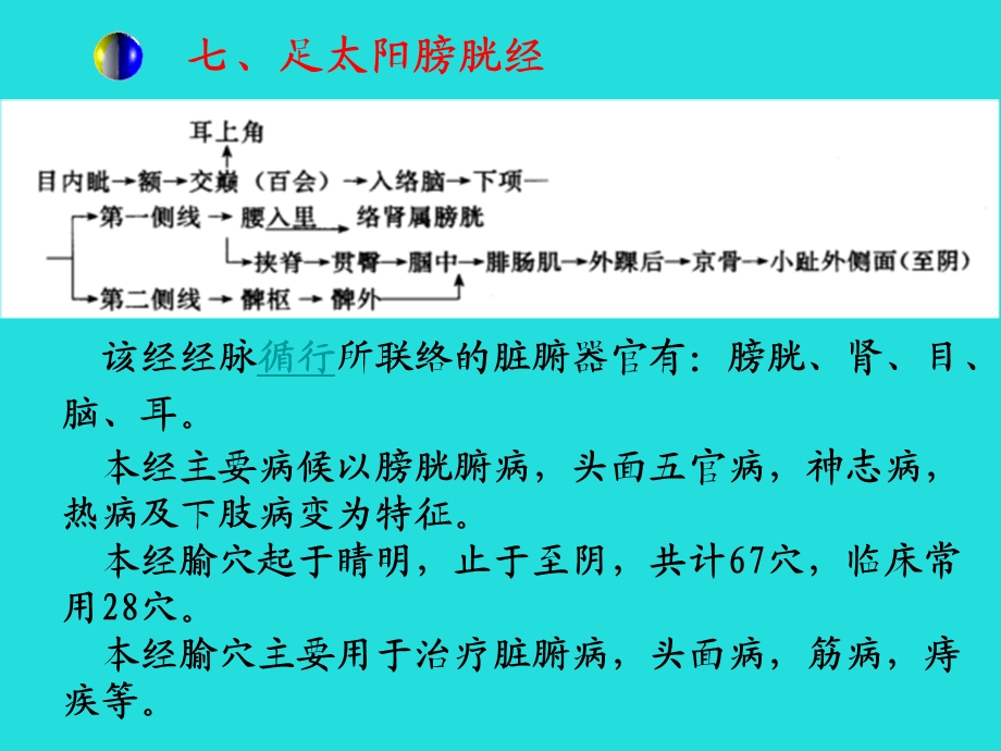 足太阳膀胱经 该经经脉循行所联络的脏腑器官有：膀胱、课件.ppt_第1页