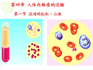 初中生物七年级下册《第一节流动的组织——血液》课件.ppt