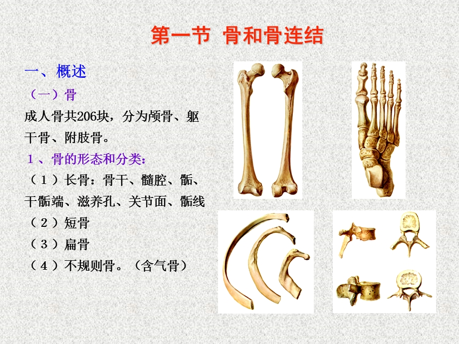 运动系统 课件.ppt_第3页