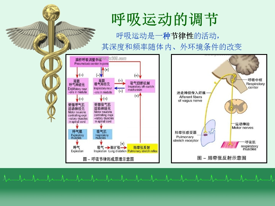 呼吸运动调节及急性试验性呼吸功能不全的急救课件.ppt_第2页