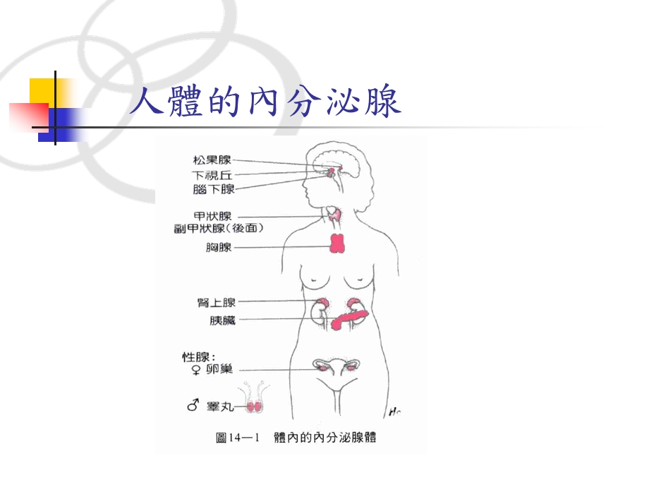 生殖内分泌学课件ppt.ppt_第3页