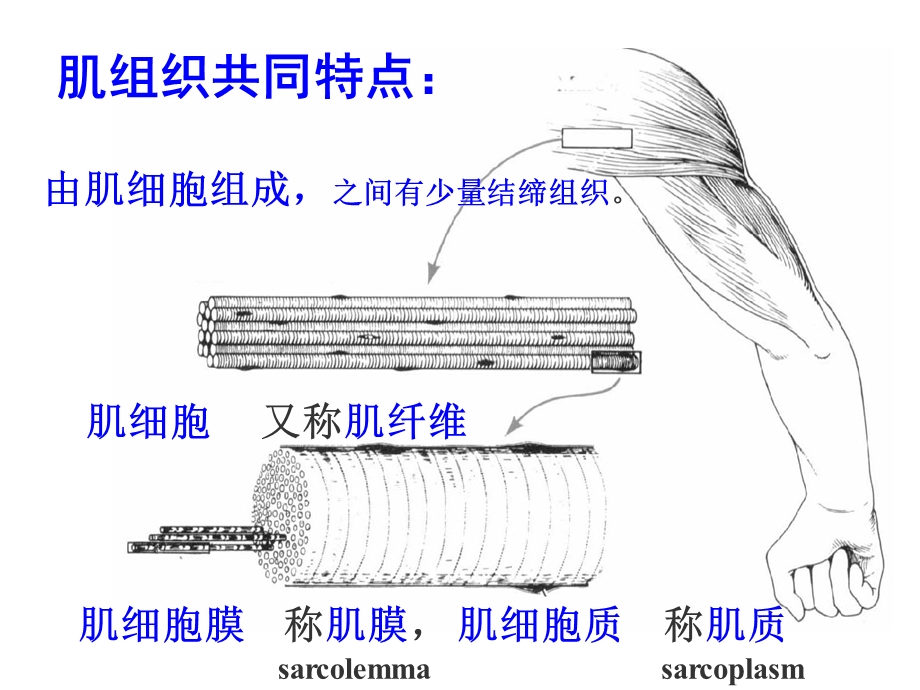 医学ppt课件《组织胚胎学》肌、神经组织.ppt_第3页