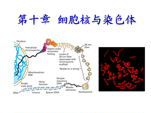 2021年生物竞赛辅导--细胞核与染色体课件.ppt