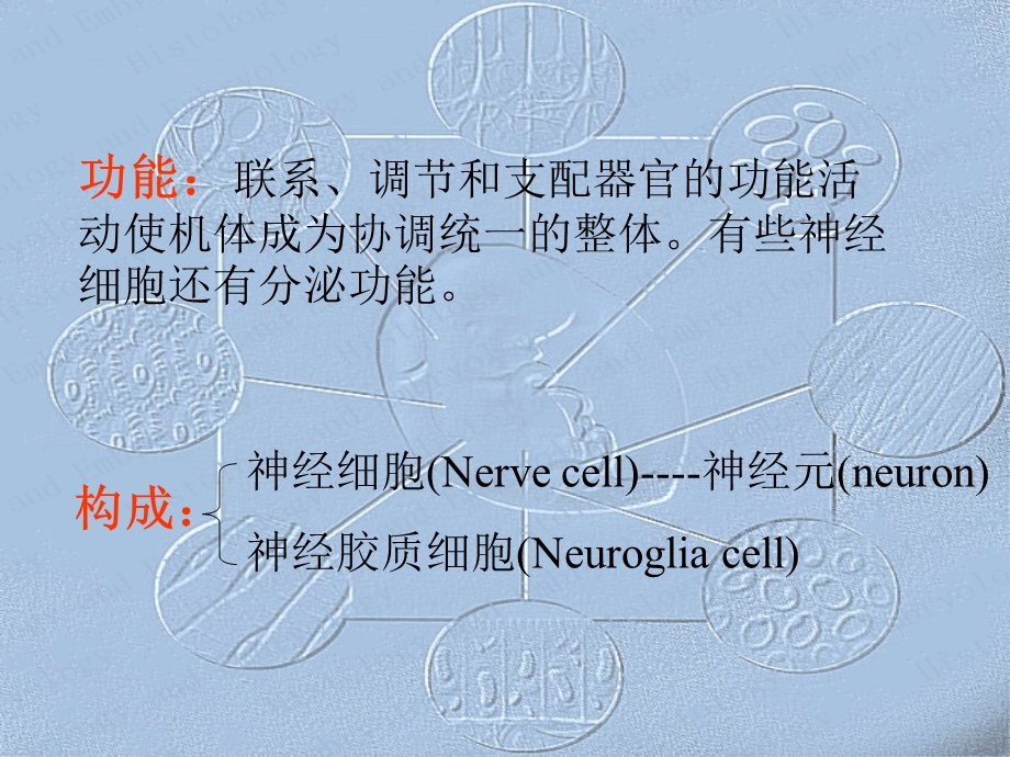 基础医学组织学与胚胎学课件 神经组织.ppt_第2页