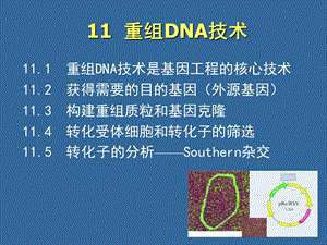 重组DNA技术ppt课件.ppt