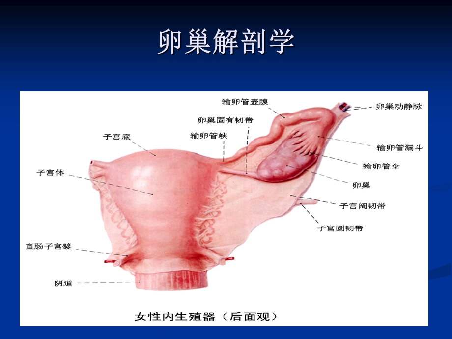 女性生殖系统疾病--卵巢肿瘤课件.ppt_第2页