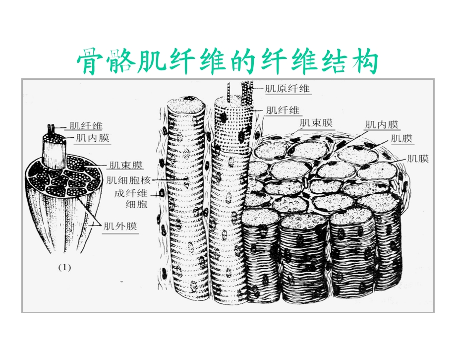 肌肉组织、神经组织课件.ppt_第3页