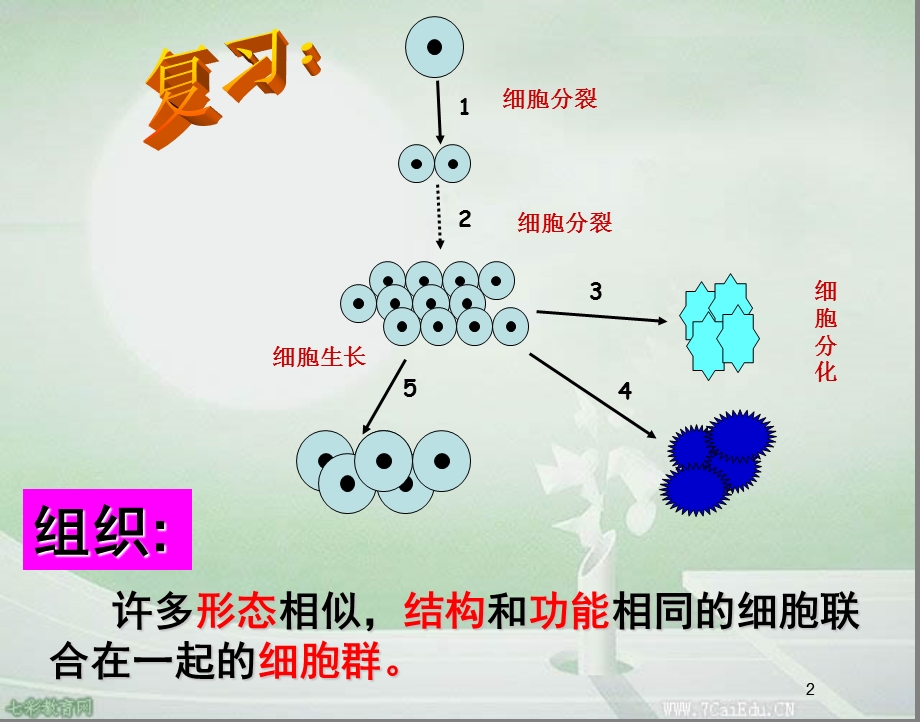 科学七年级上浙教版2.5显微镜下的各种生物ppt课件讲解.ppt_第2页