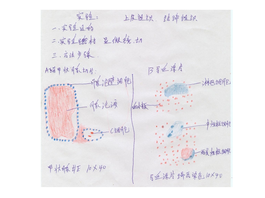 肌组织、神经组织观察课件.ppt_第2页