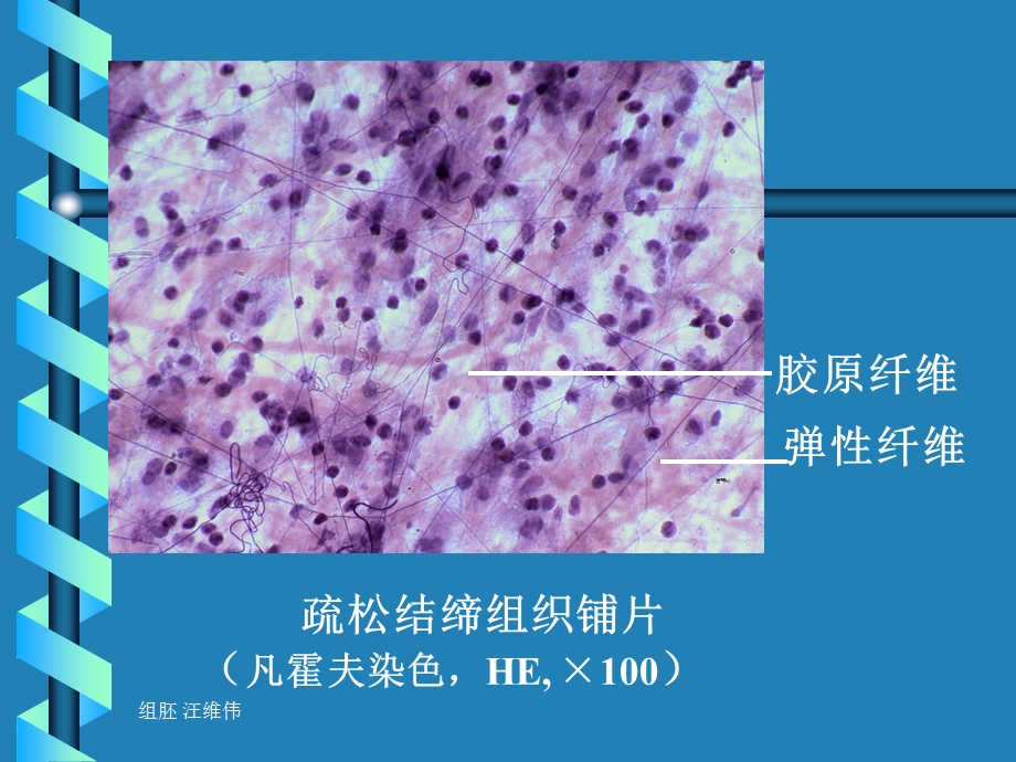 医学组织胚胎学ppt课件-固有结缔组织.ppt_第2页