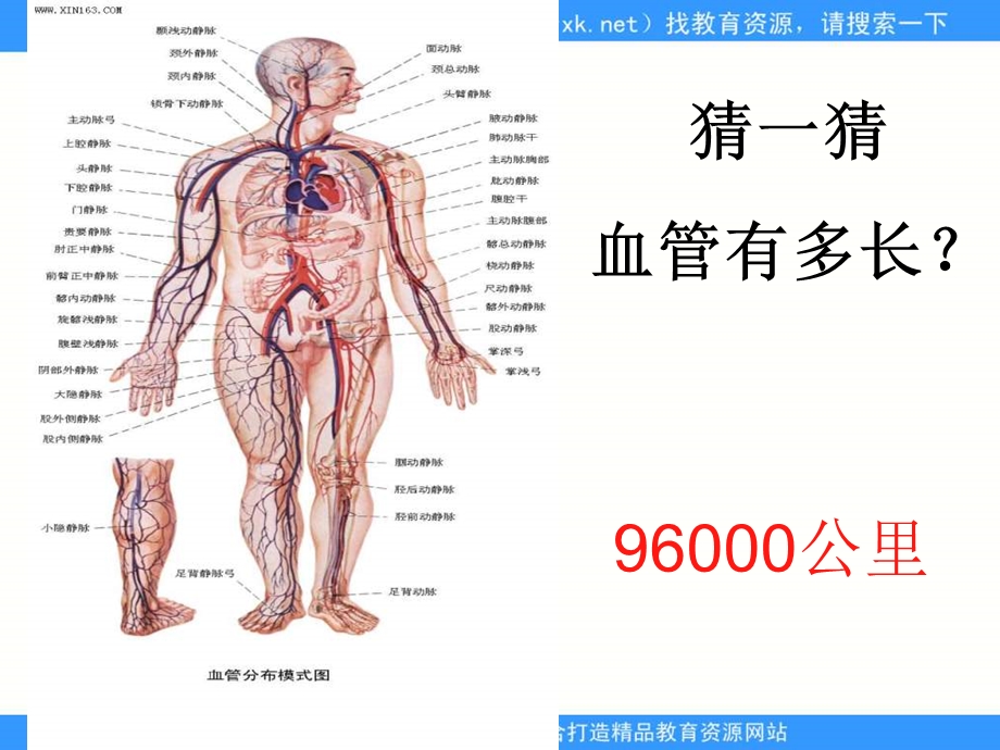 人教版生物七下《流动的组织──血液》-课件.ppt_第3页