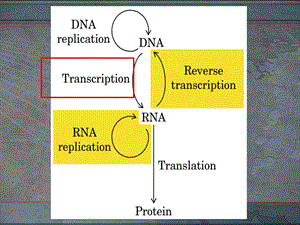 (生化丙ppt课件）RNA的生物合成.ppt